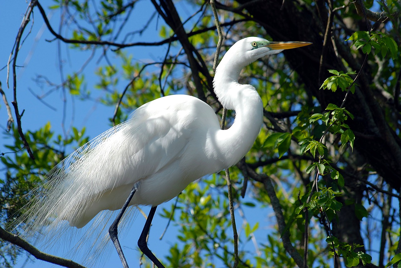 Image - great white egret heron bird