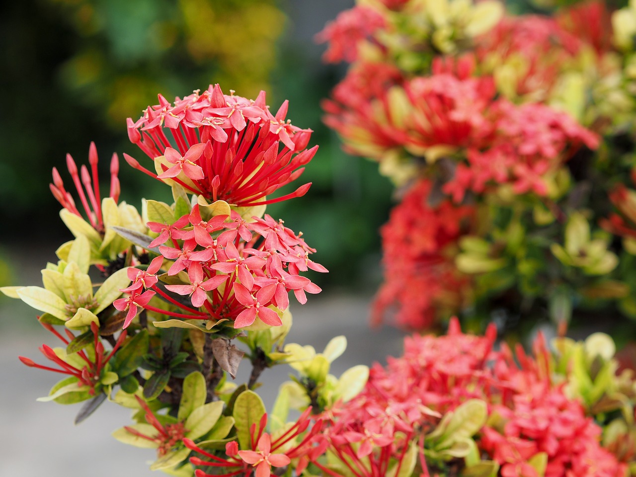 Image - flower red ixora garden bush