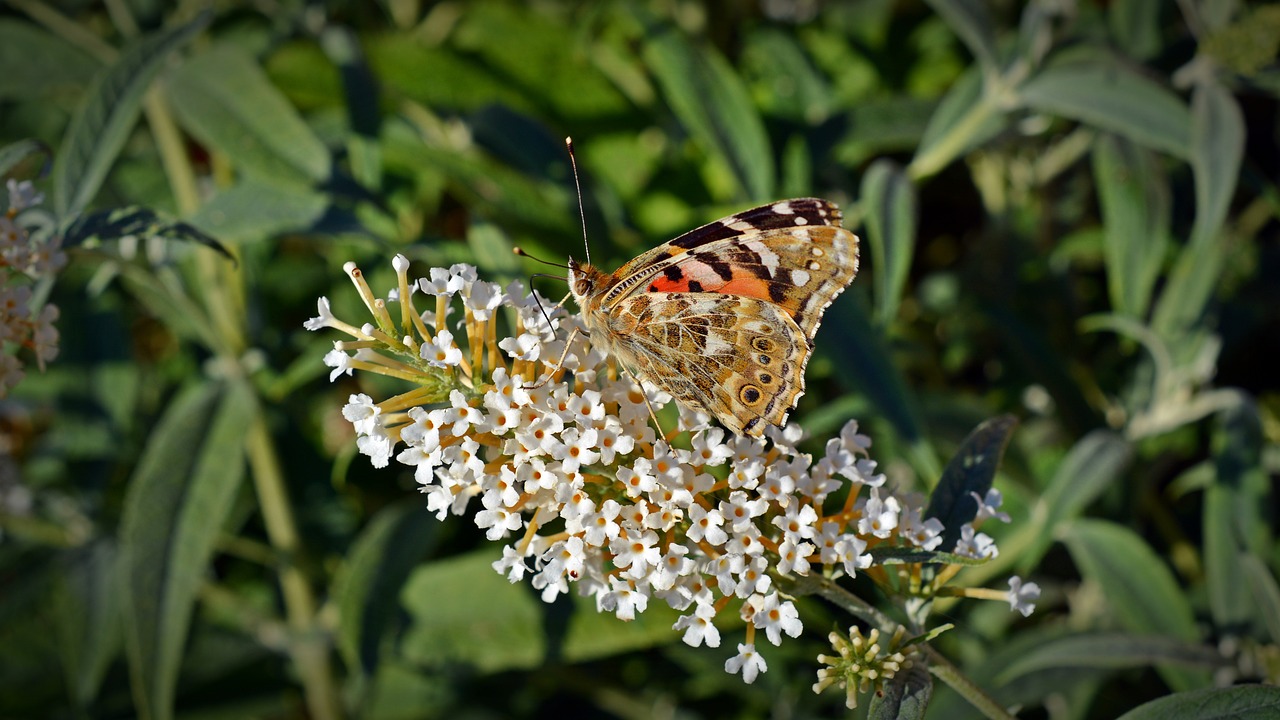 Image - butterfly little fox insect animal