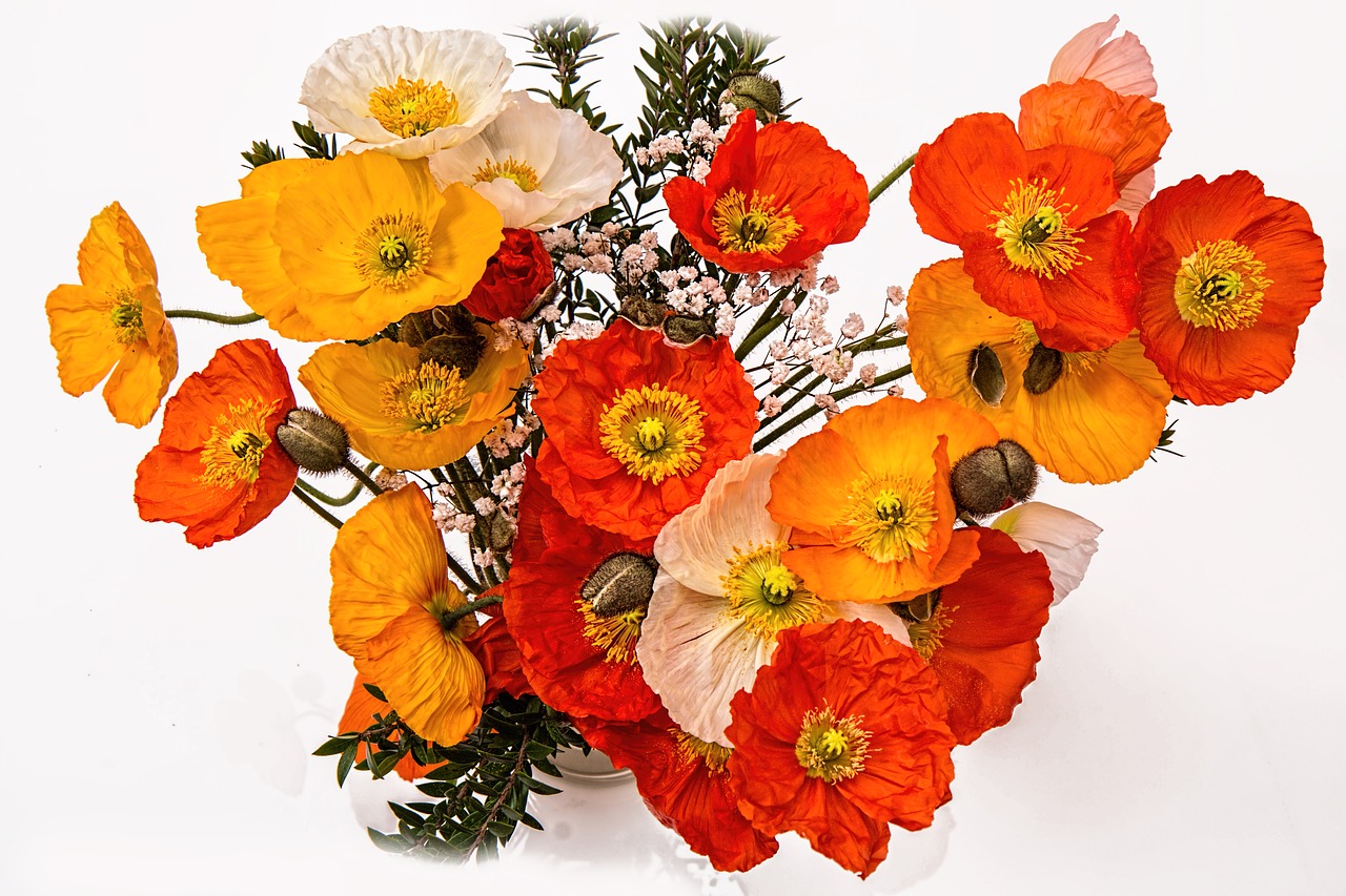 Image - poppies cheerful happy bright