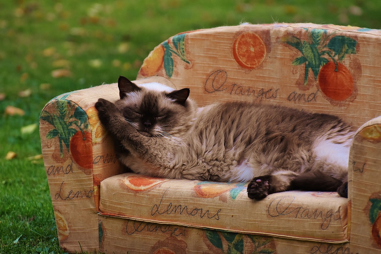 Image - sofa couch cat british shorthair