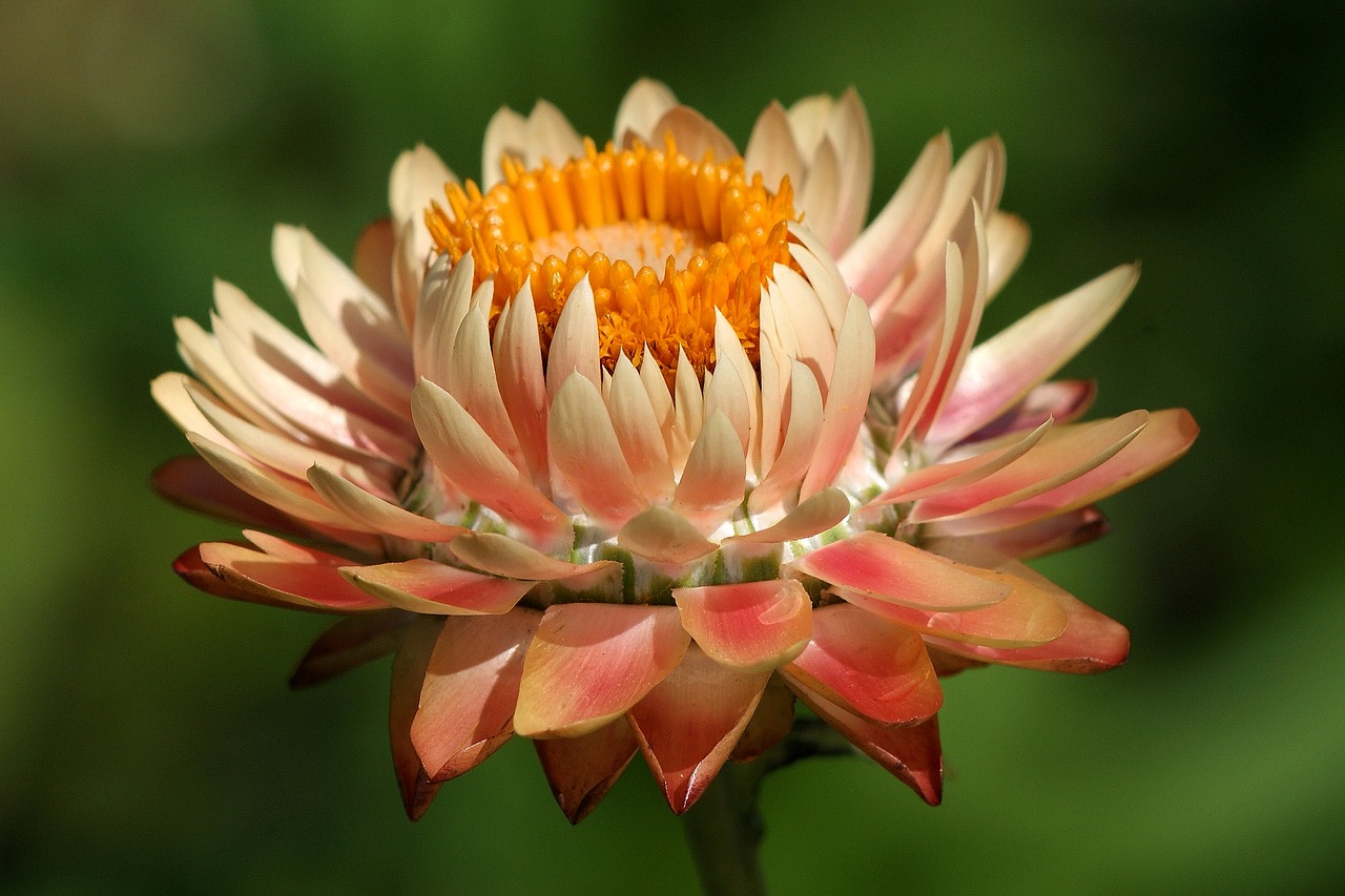 Image - helichrysum italicum dry salmon