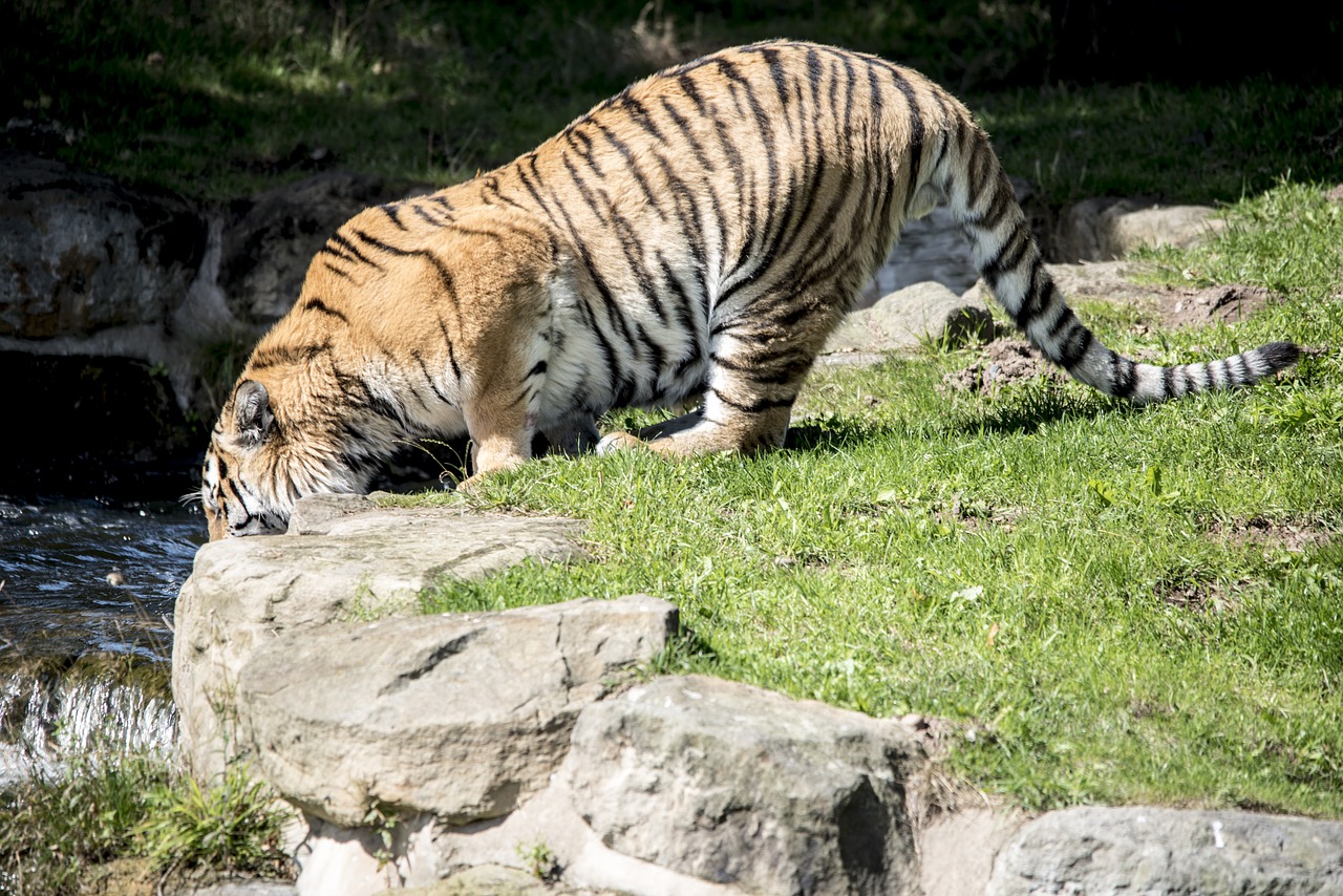 Image - tiger drinking wildlife animal zoo