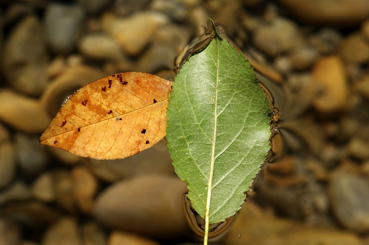 Image - leaves water sheet in the water