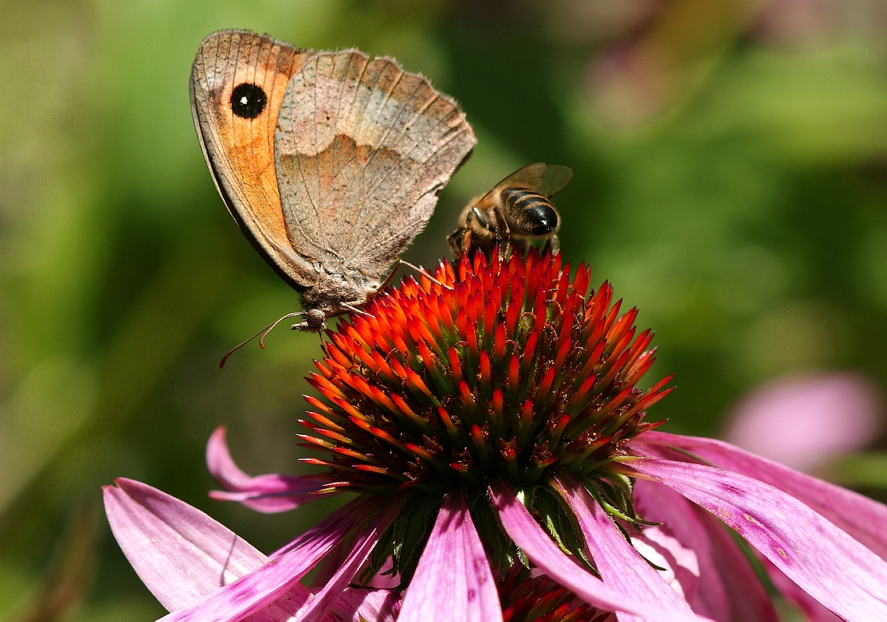 Image - butterfly sun hat nature insect