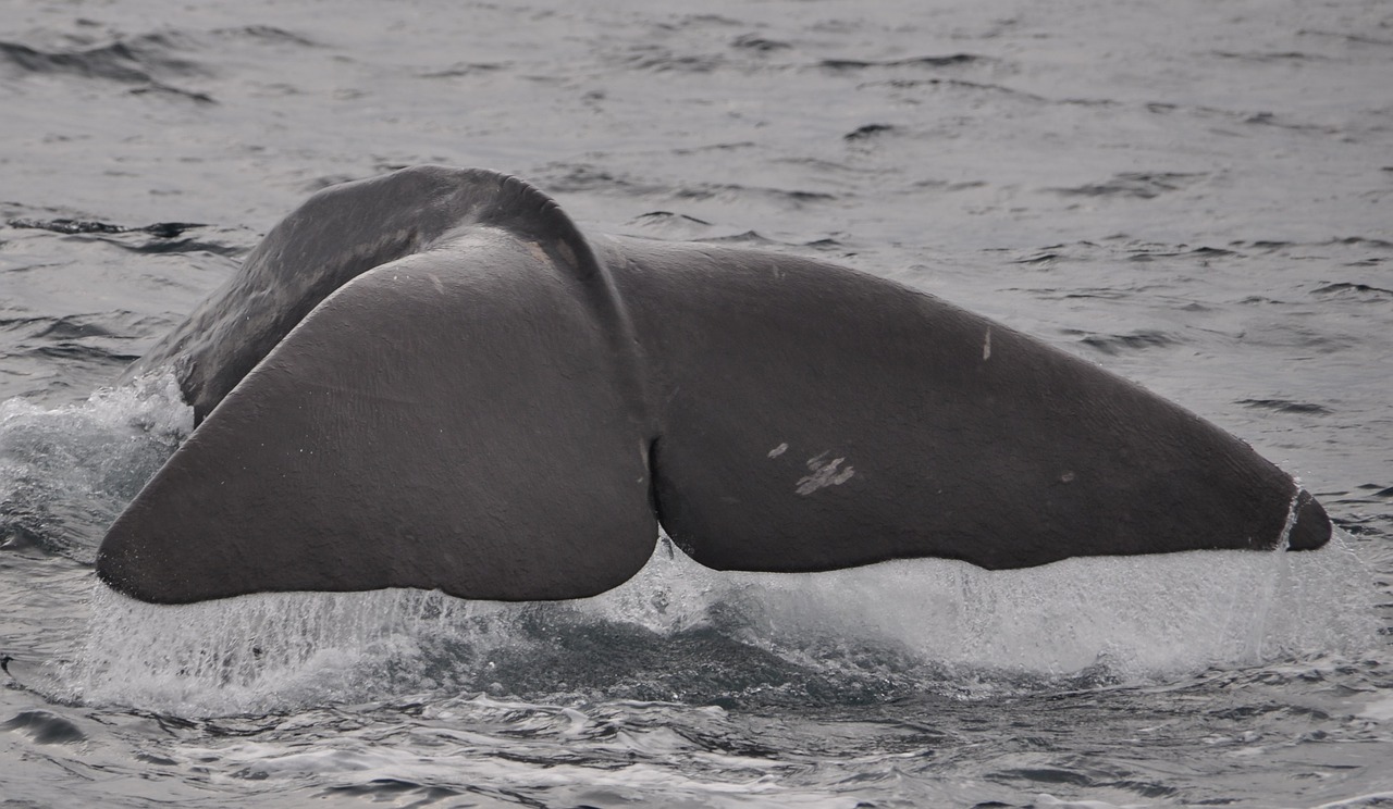 Image - wal welsh sperm whale norway fin