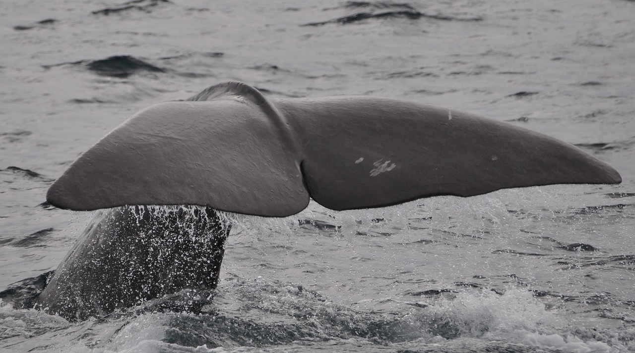 Image - wal welsh norway sperm whale fin