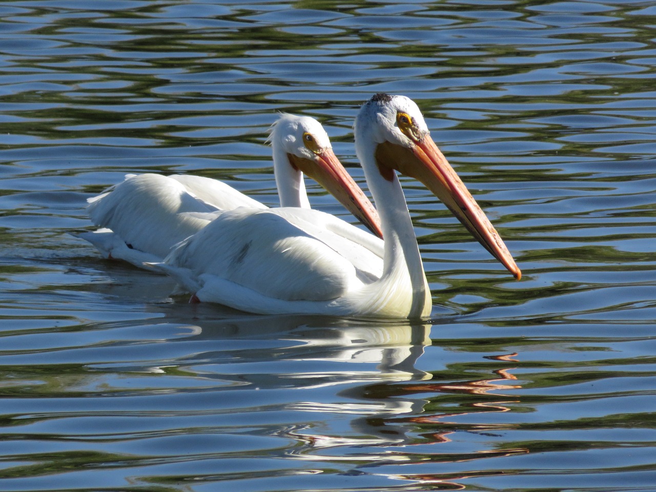 Image - pelicans lake nature white beak