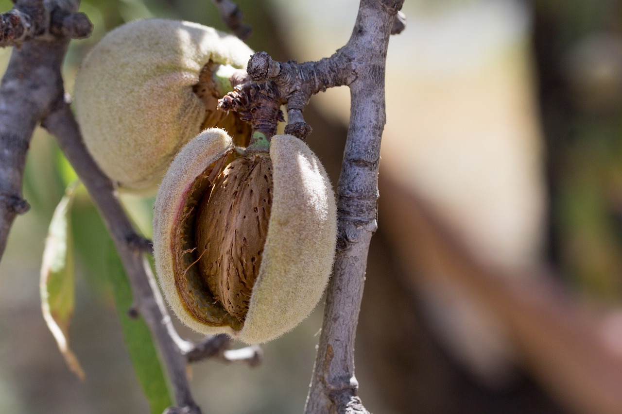 Image - almond fruit cultivation maturation