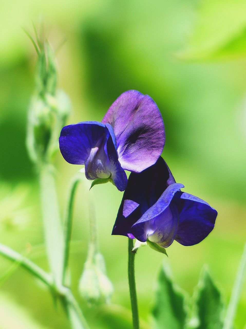 Image - vetch flower meadow blue blossom