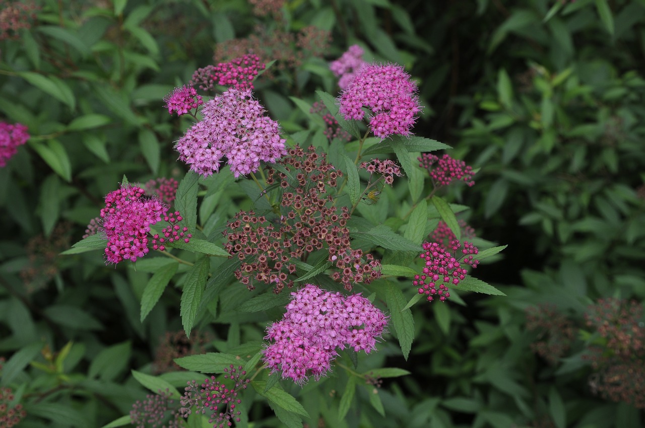 Image - spiraea natural plant