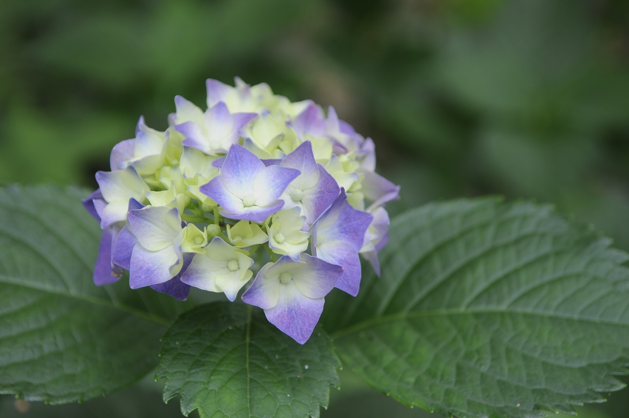 Image - viburnum natural plant