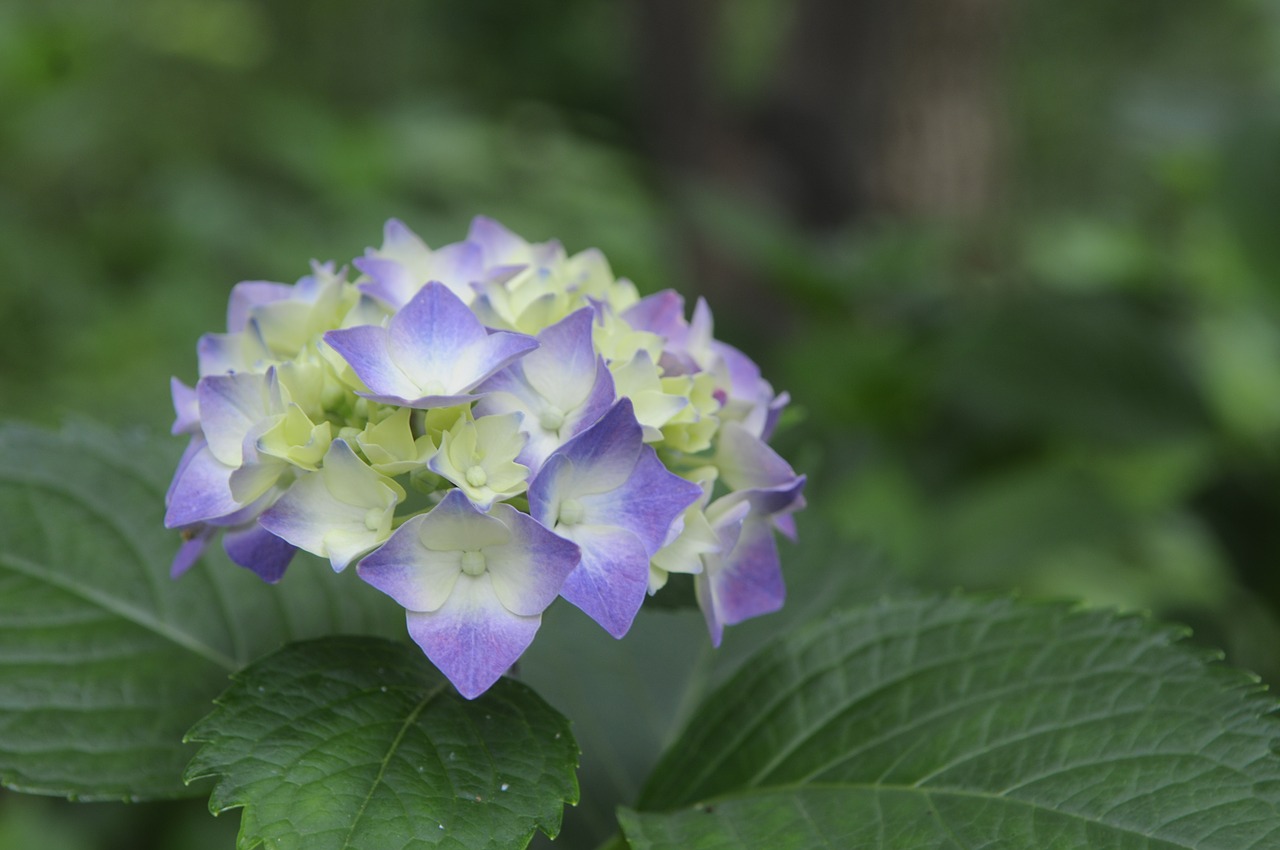 Image - viburnum natural plant