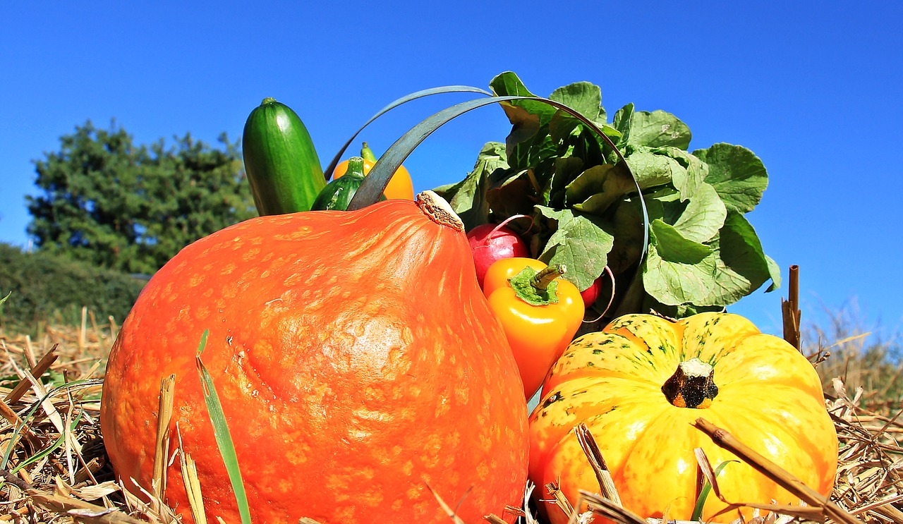 Image - thanksgiving pumpkins cucumbers