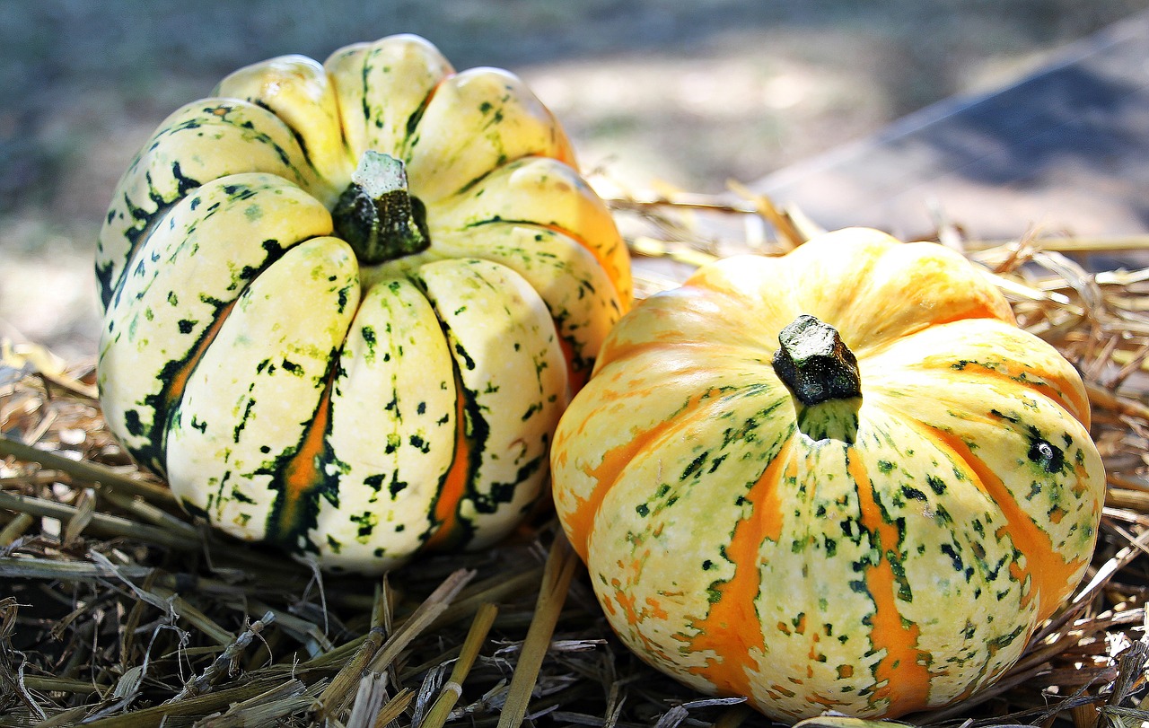 Image - thanksgiving pumpkins autumn