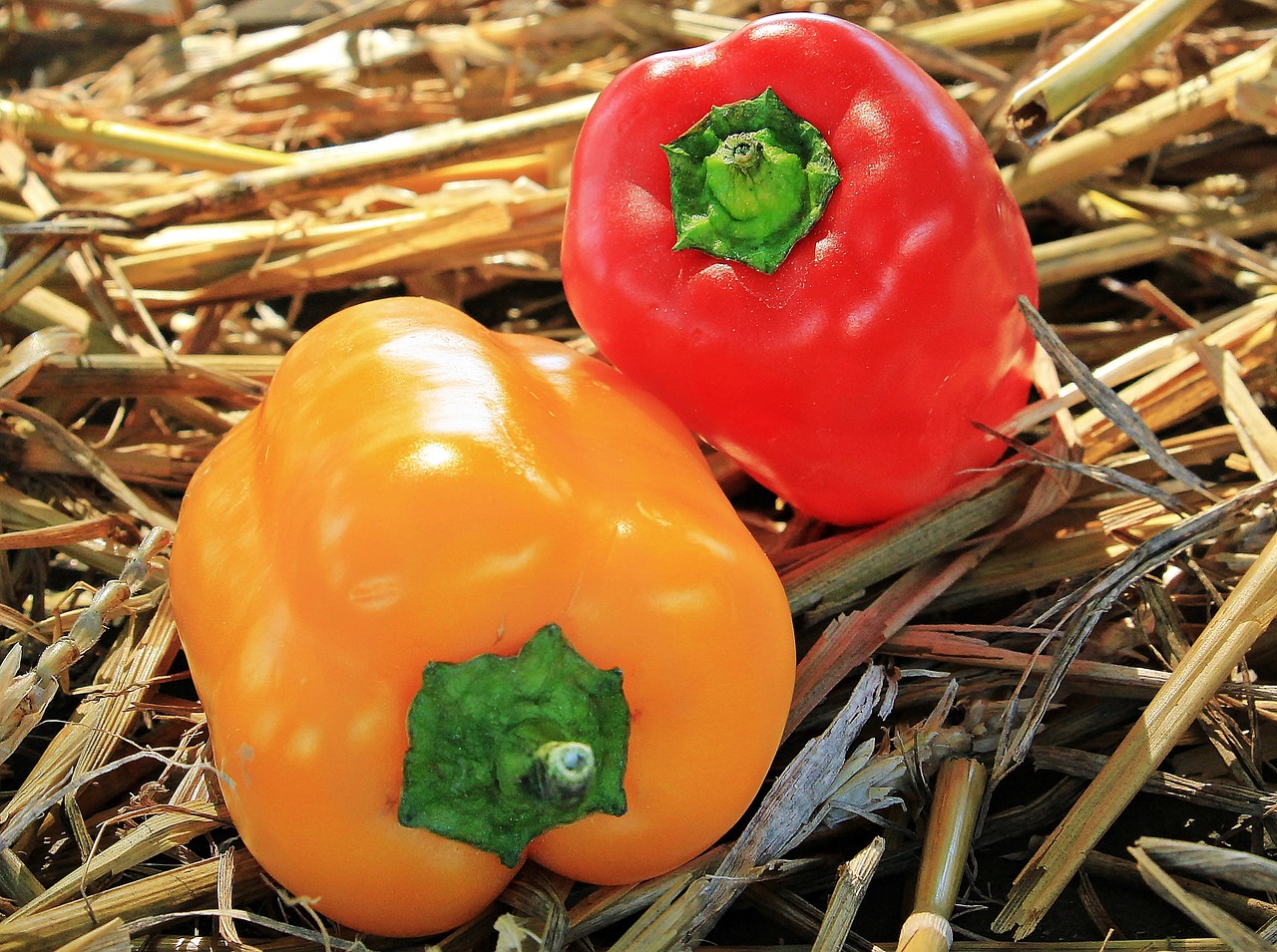 Image - thanksgiving paprika autumn