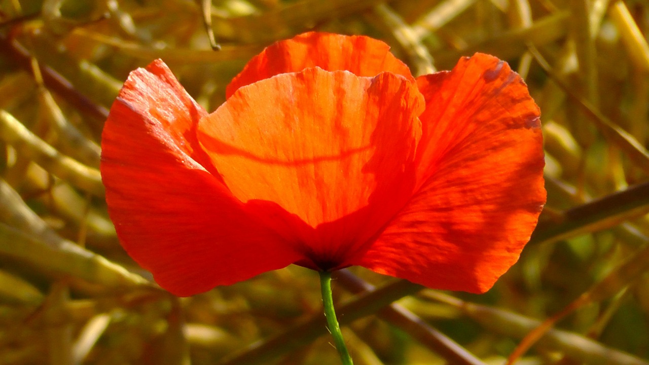 Image - poppy flower red wild flowers