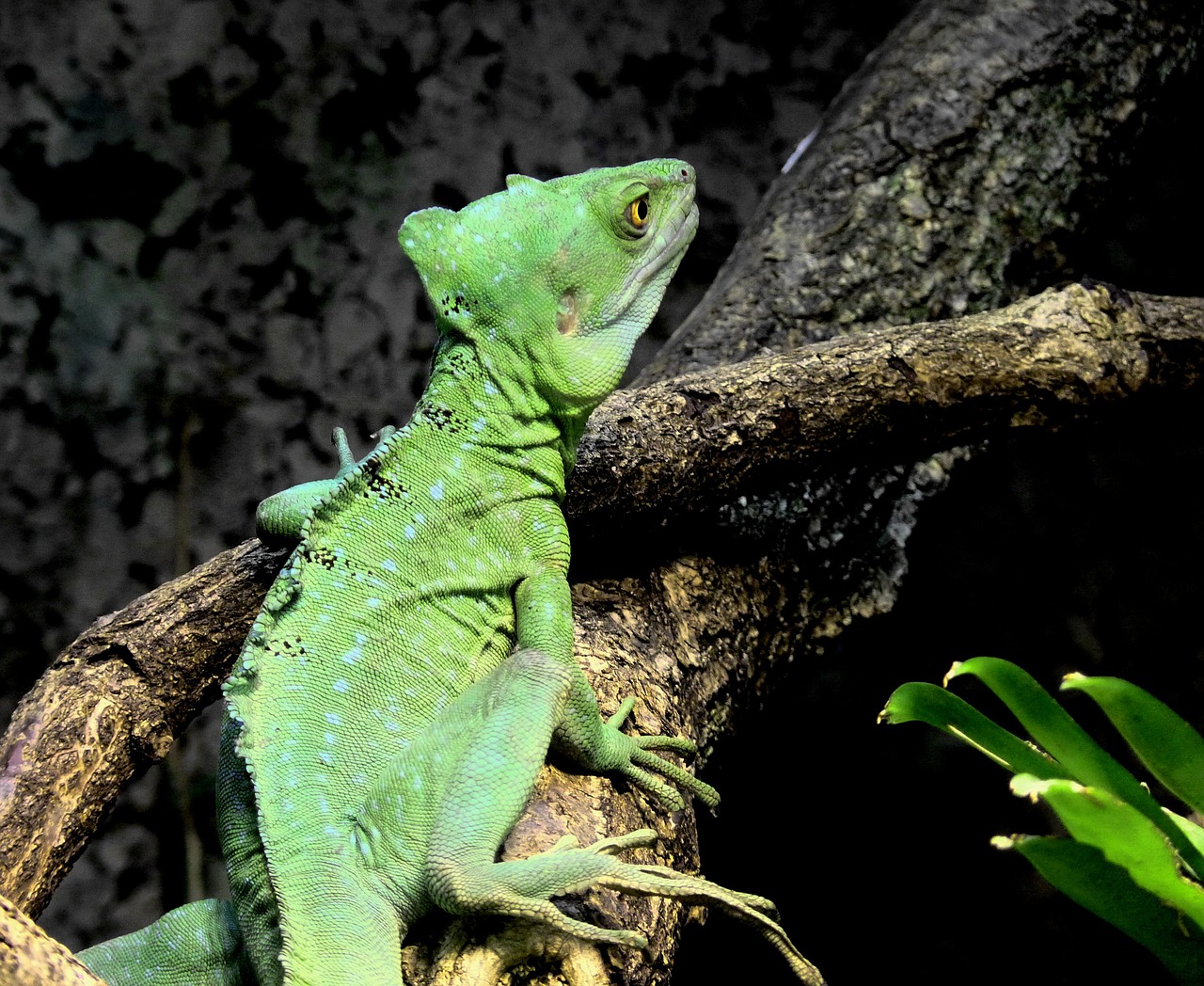 Image - chameleon green reptile animal