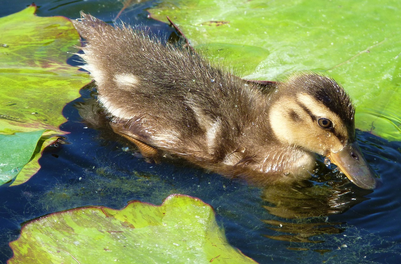 Image - duck ducky chicks water bird bill