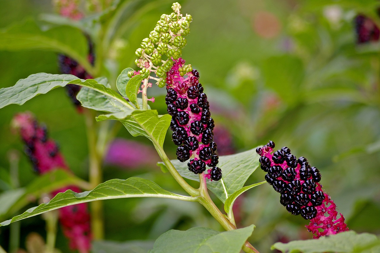 Image - pokeweed berries garden toxic bush