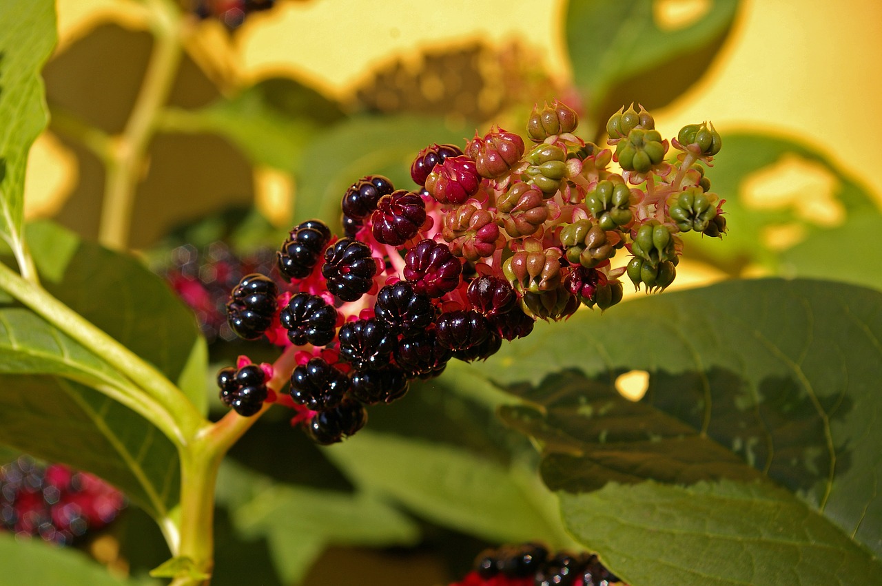 Image - pokeweed berries garden toxic bush