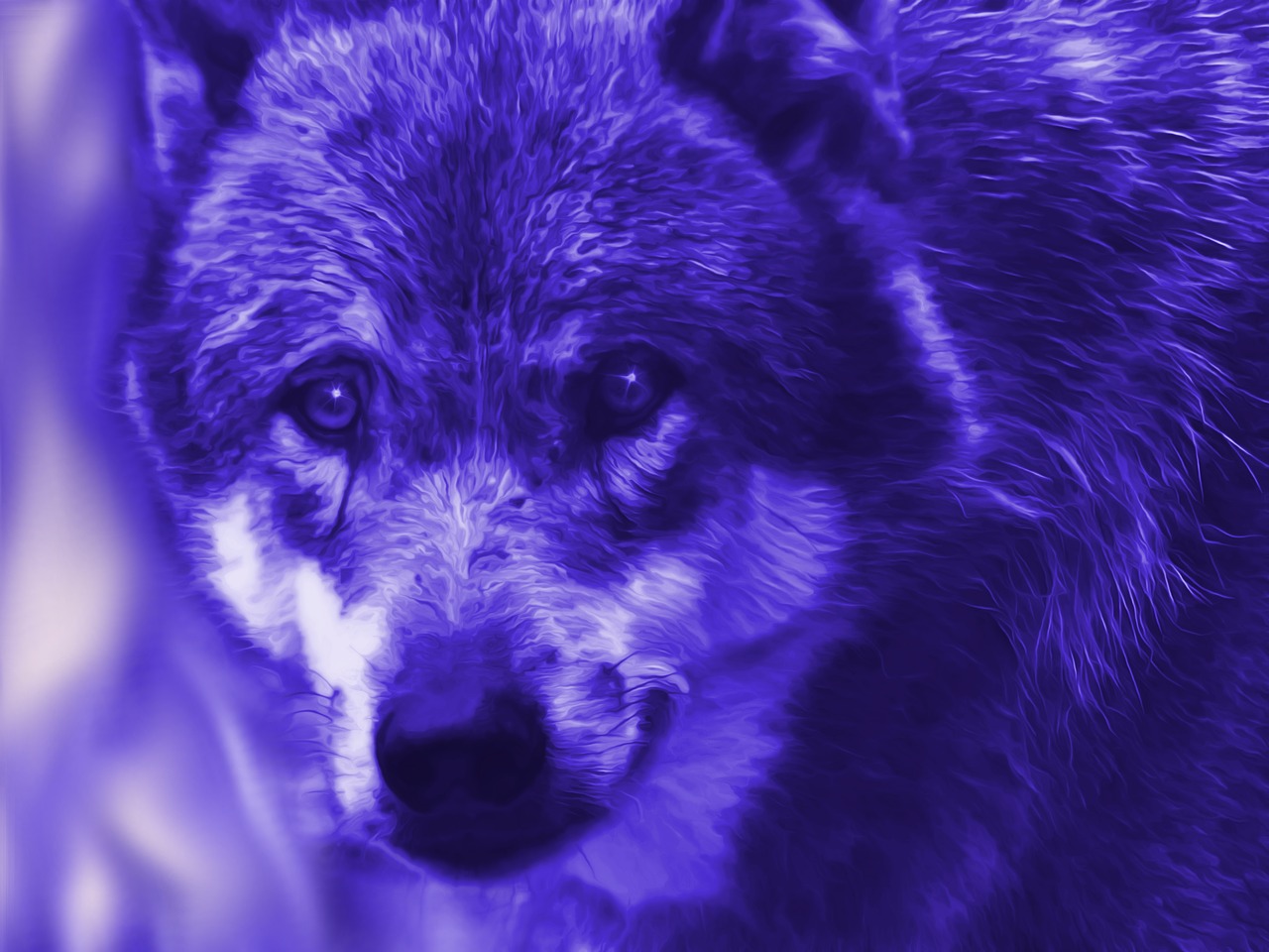 Image - fantasy wolf blue edited mystical