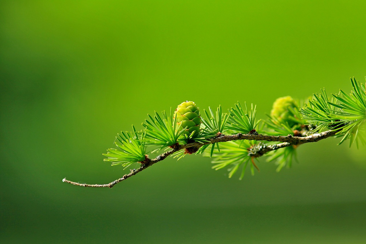 Image - larch conifer cone branch tree