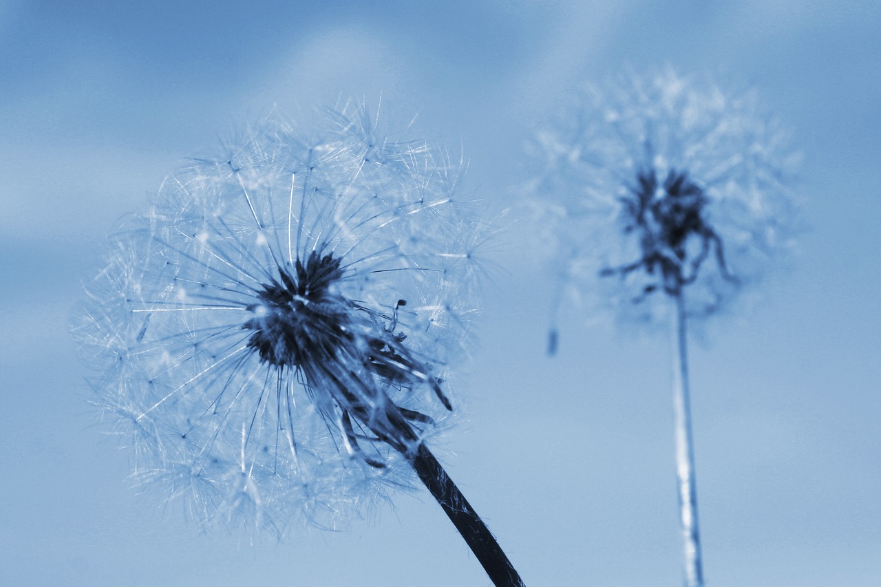 Image - two of the dandelion summer