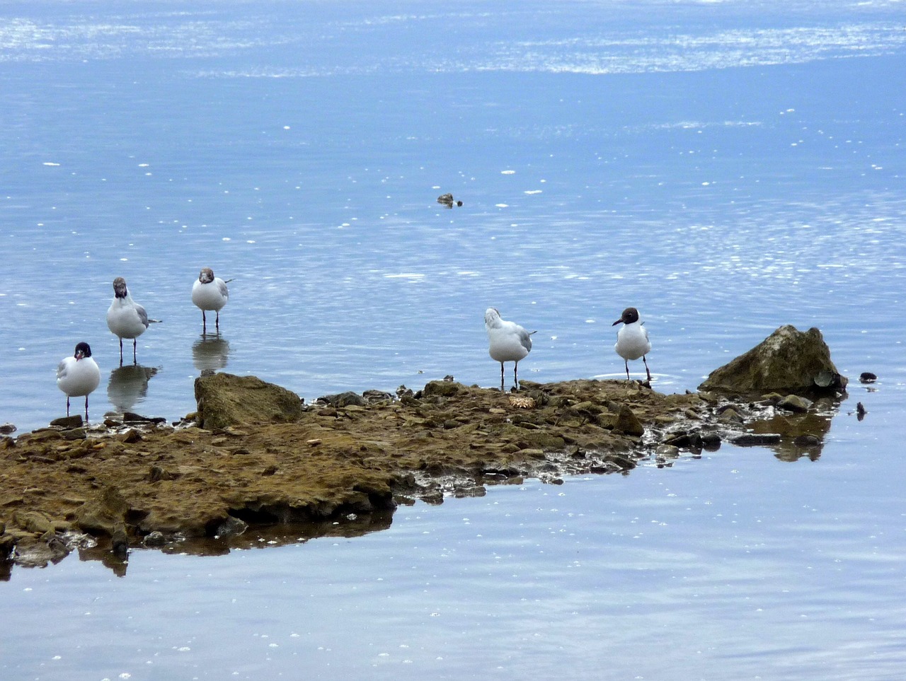 Image - adriatic sea rocky shore rocky