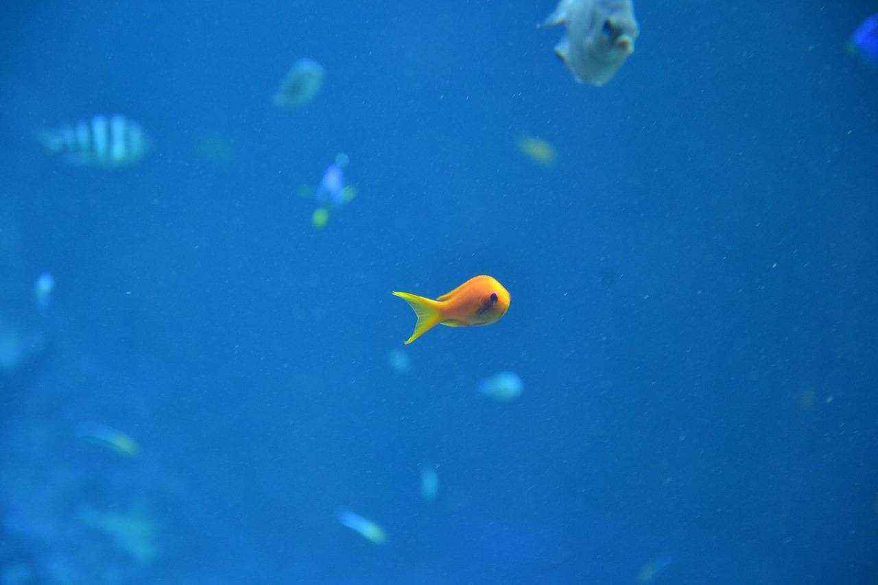 Image - fish dory water aquarium