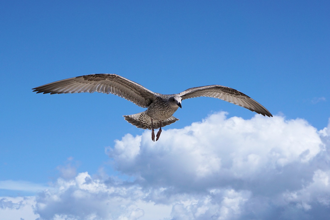 Image - seagull baltic sea sea water bird