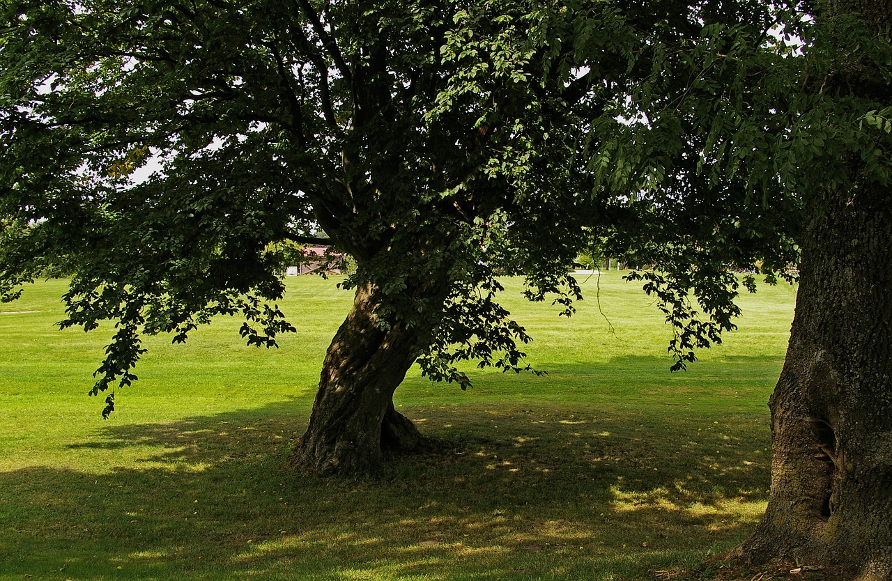 Image - tree linden shadow light forest