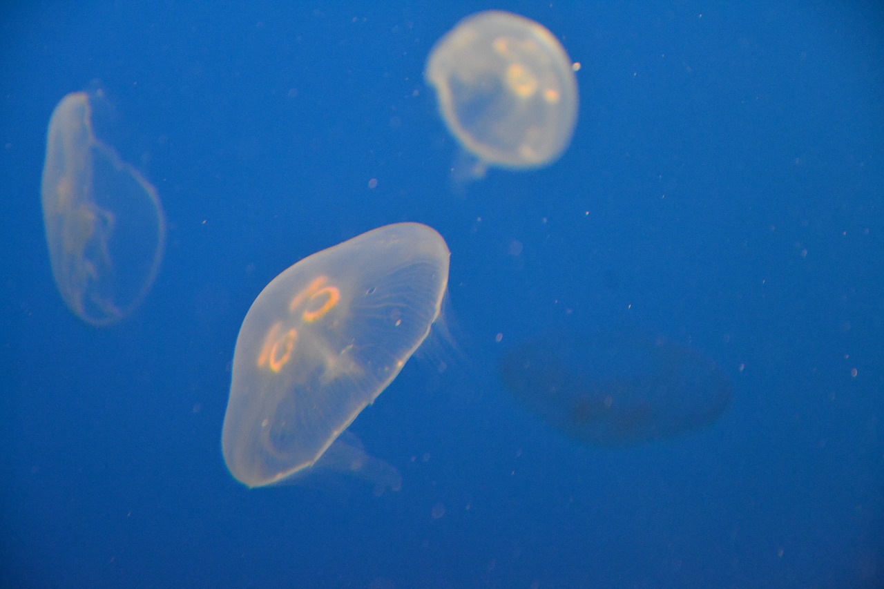 Image - sea shell seafood crustaceans blue