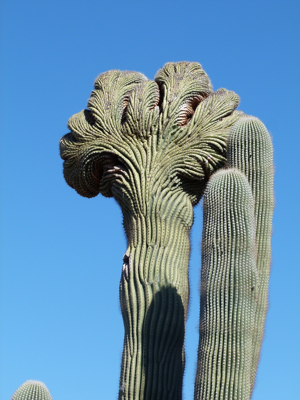 Image - cactus nature arizona botany green