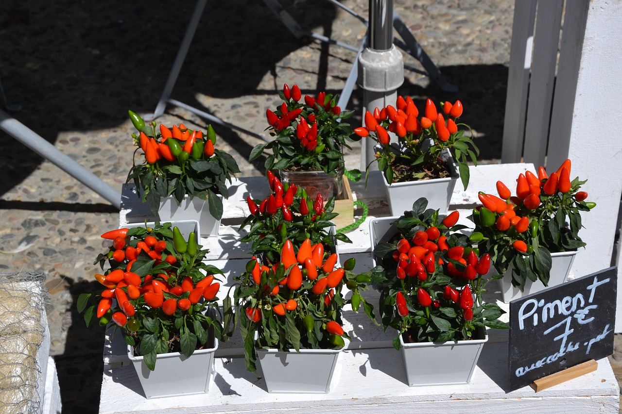 Image - chili pepper plant flowers