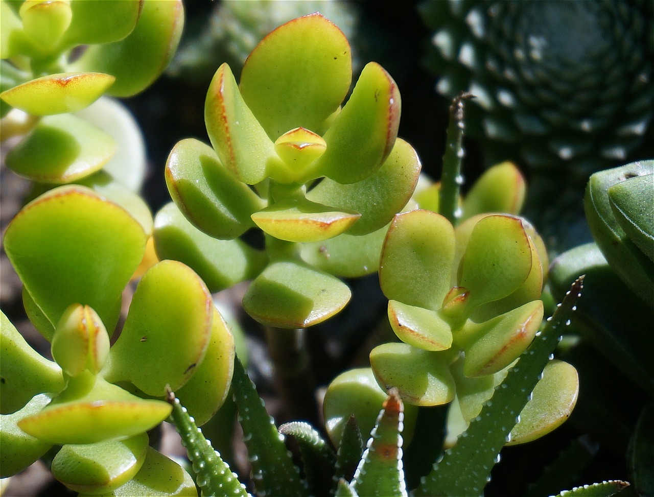 Image - jade plant succulent container plant