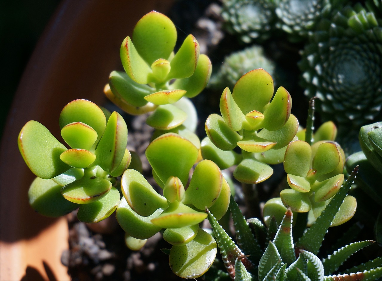 Image - jade plant succulent container plant