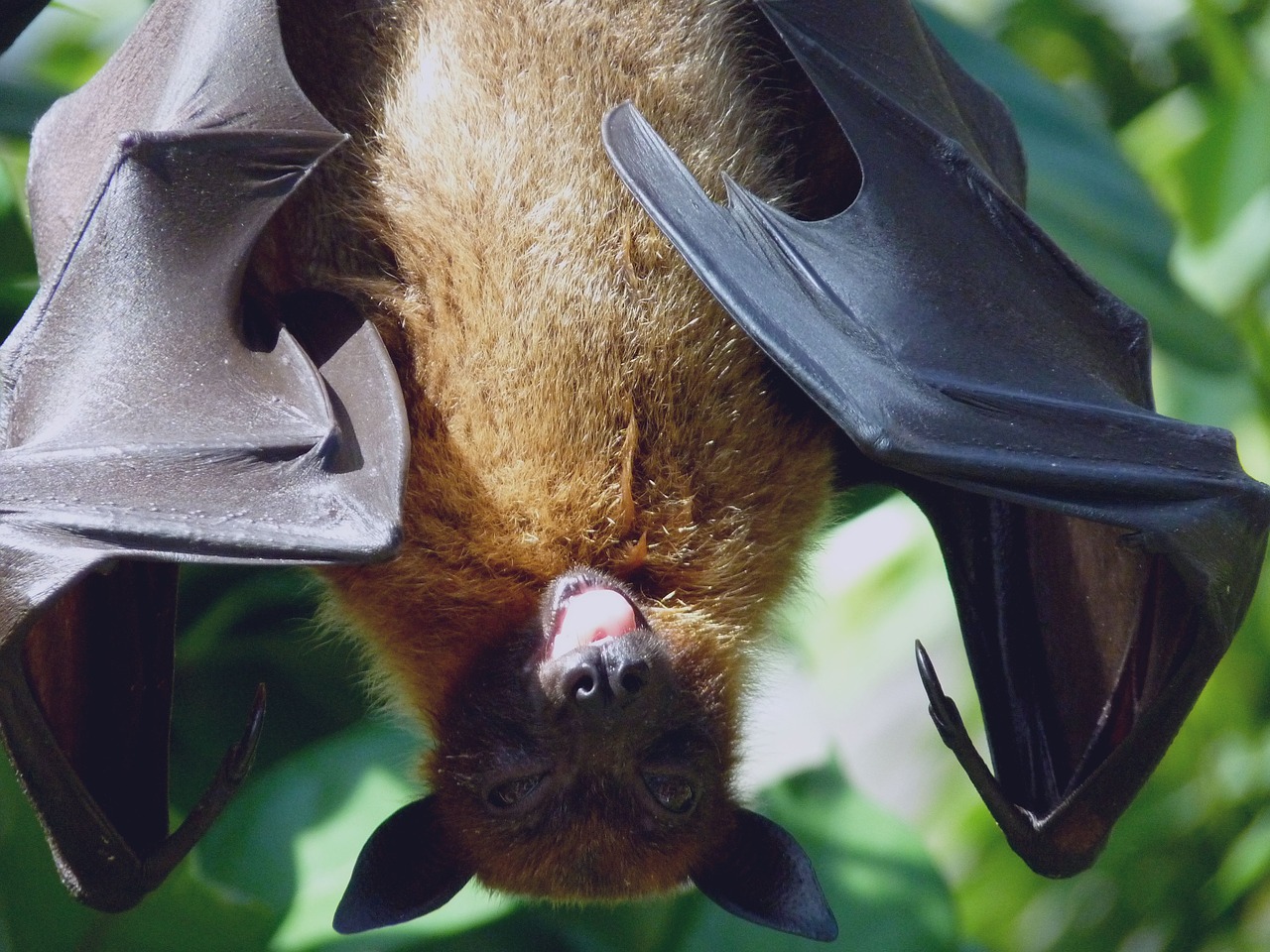 Image - flying dog wing tongue zoo