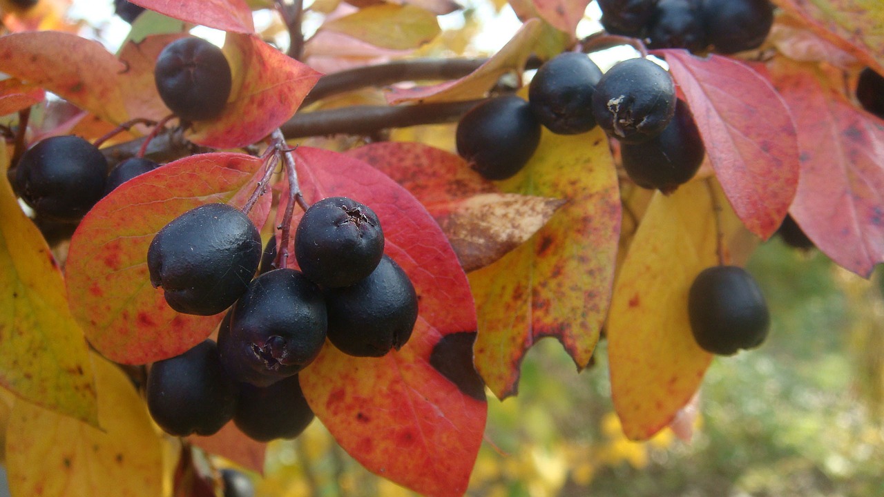 Image - cotoneaster garden gardening shrub