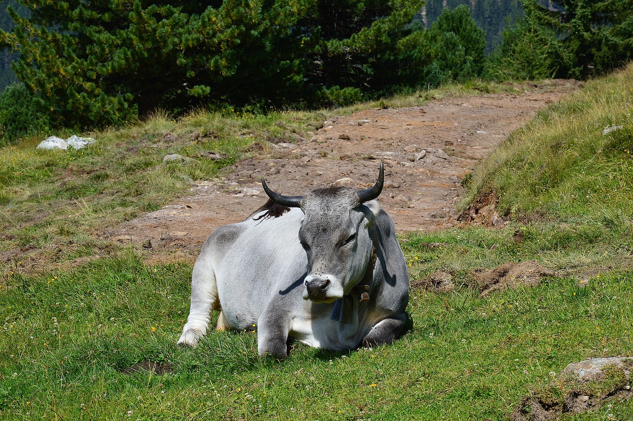 Image - alm cow relax tyrol austria