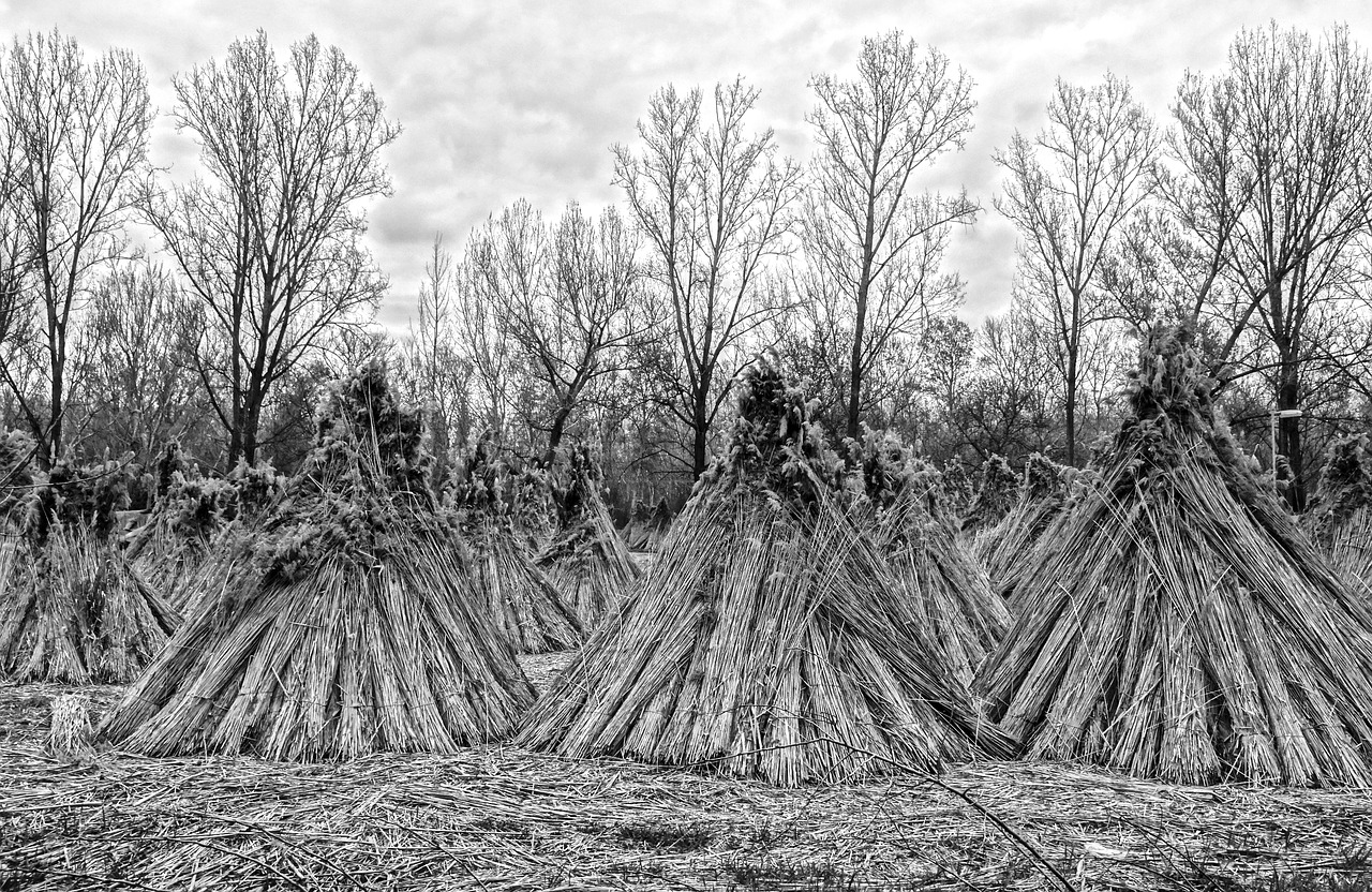 Image - reed reed stack nature