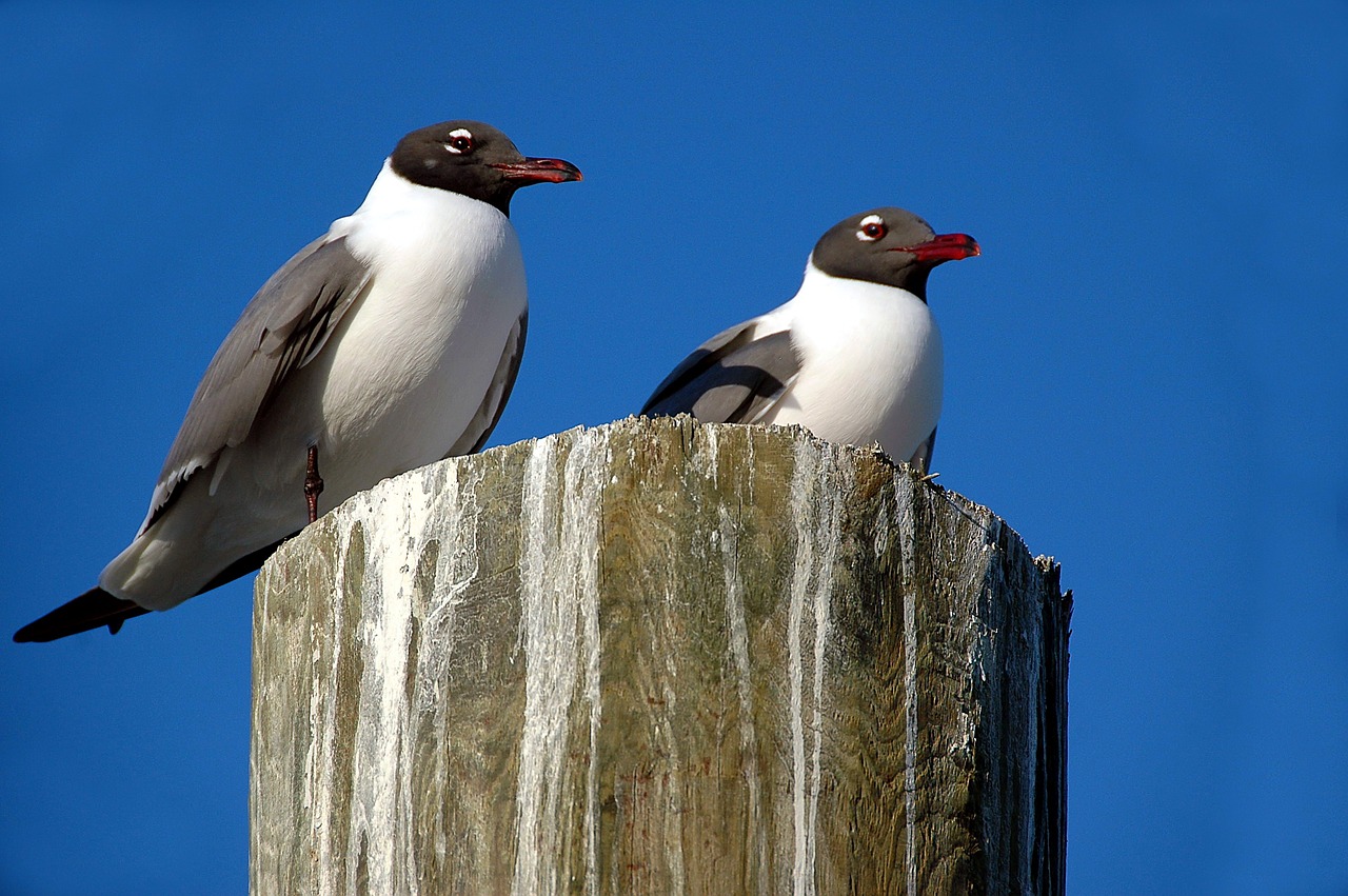 Image - laughing gull seagull bird avian