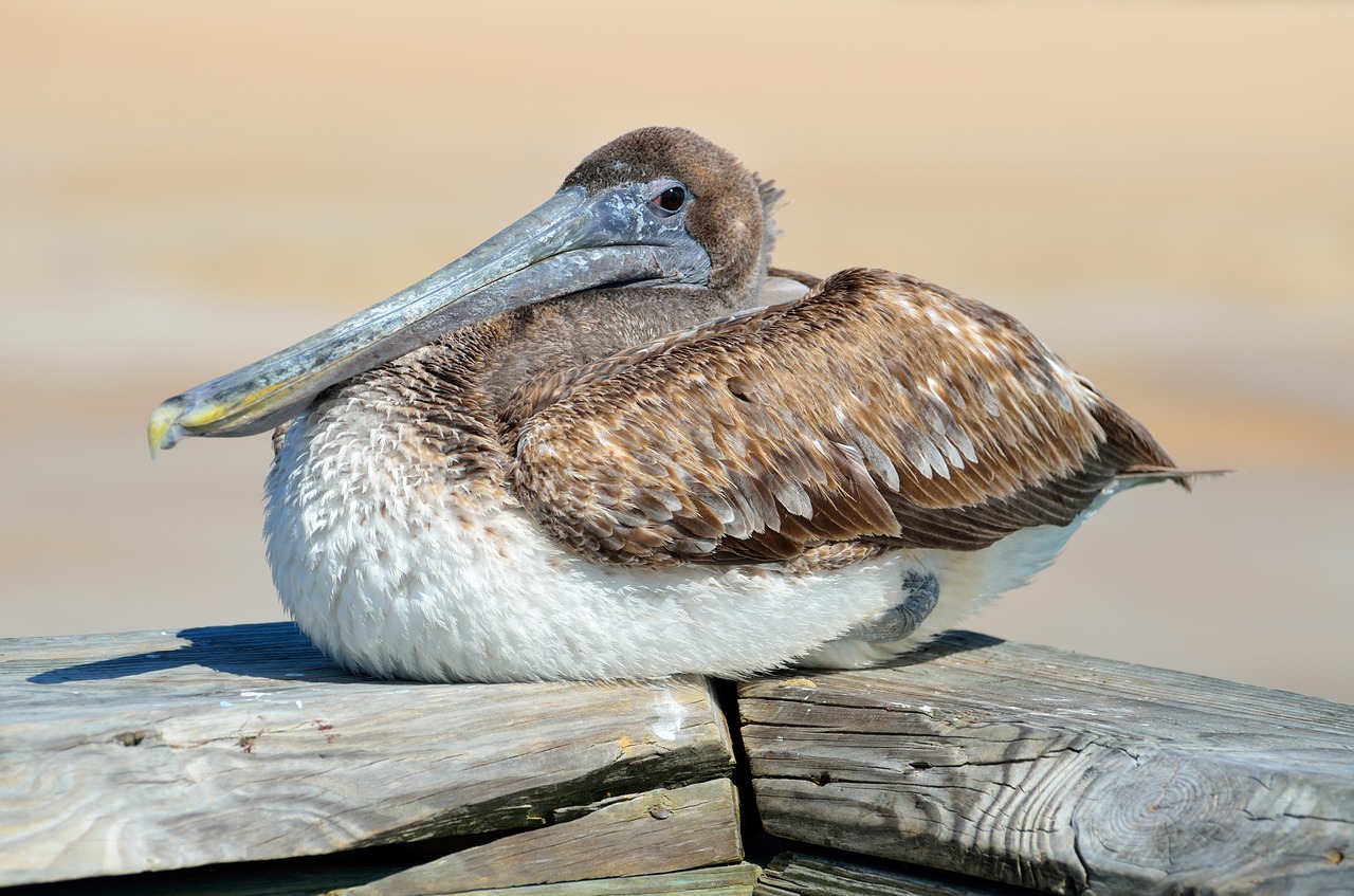 Image - pelican bird avian resting nature