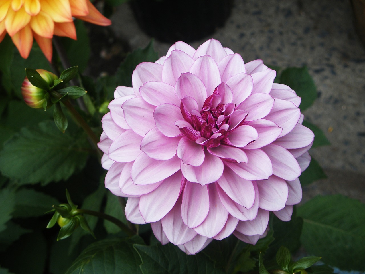 Image - dahlia flower pink macro nature