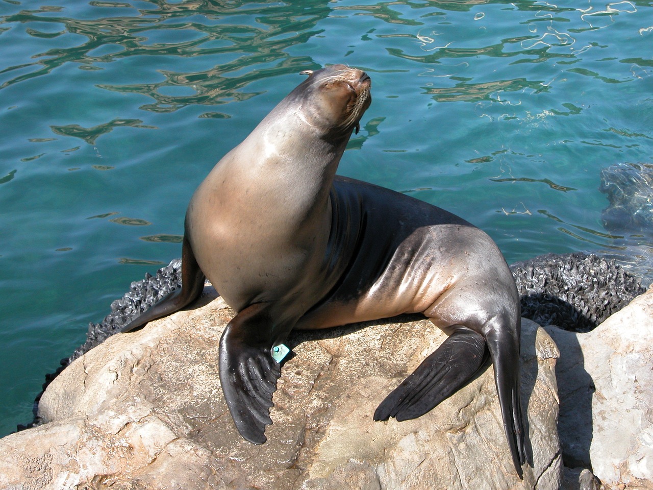 Image - seal animal aquarium sea life