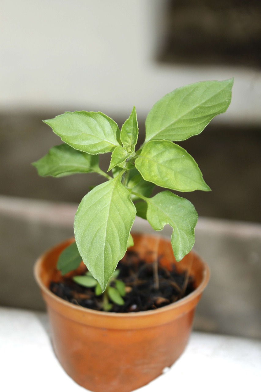 Image - aromatic basil vegetable culinary