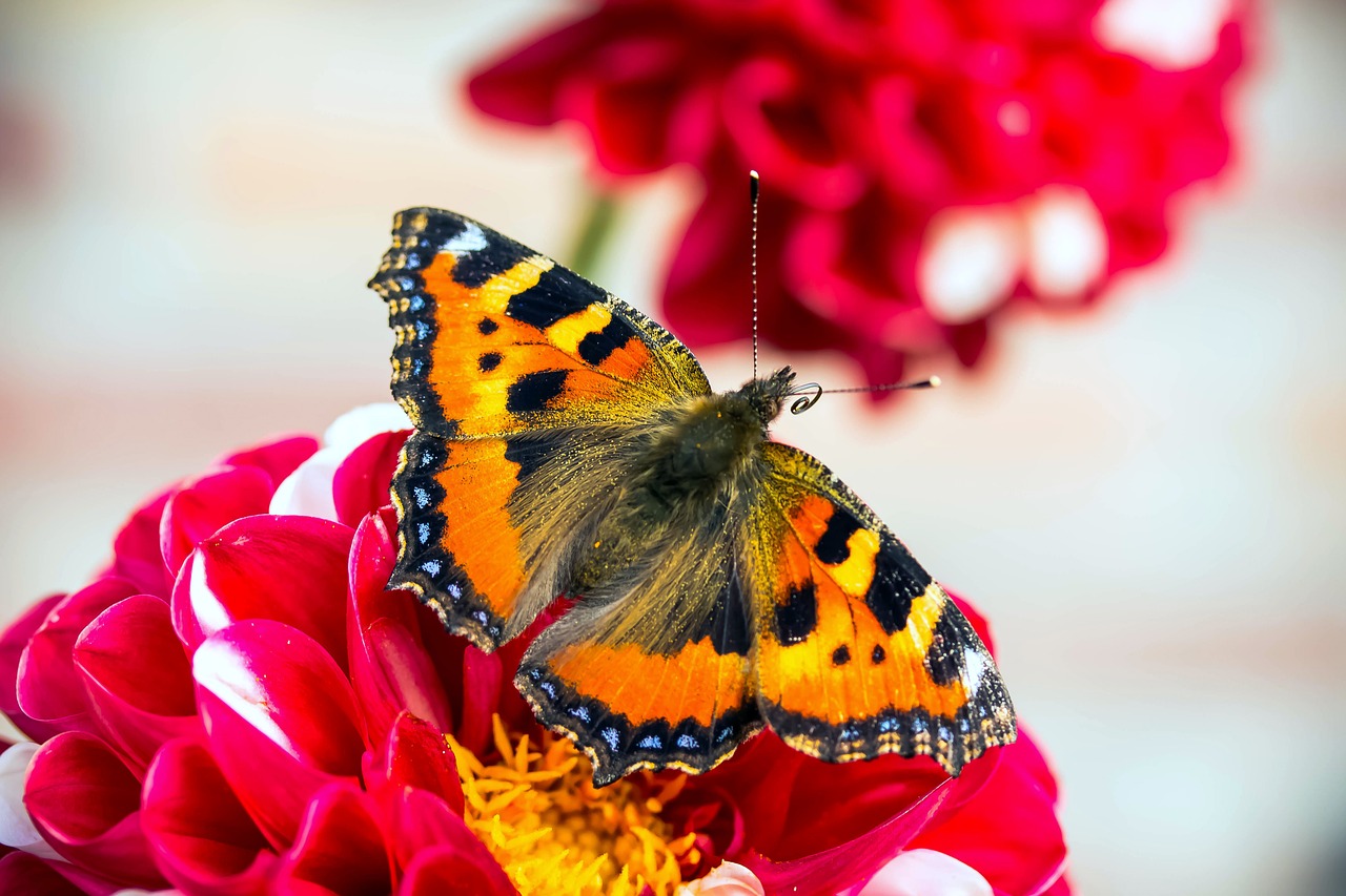 Image - butterfly little fox