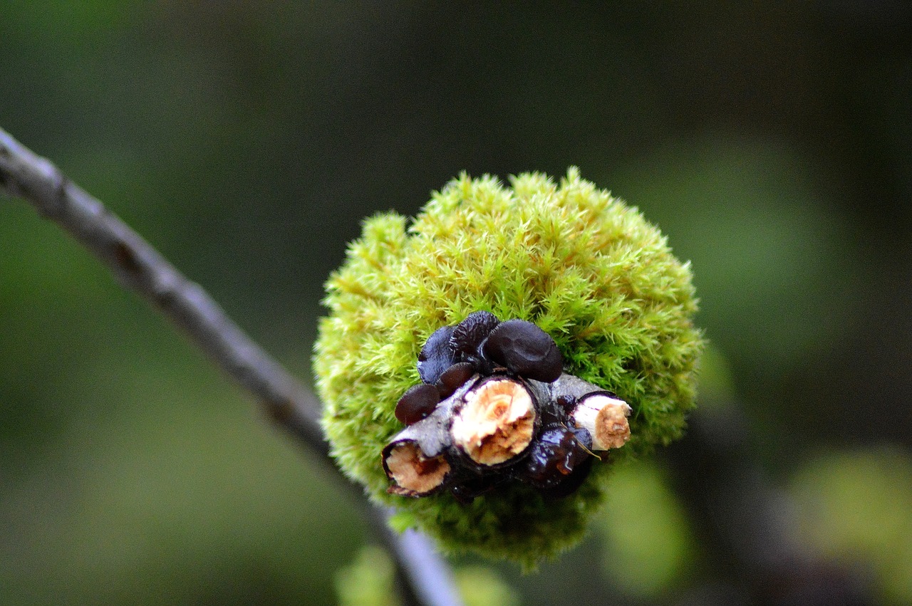 Image - moss forest autumn tyrol austria