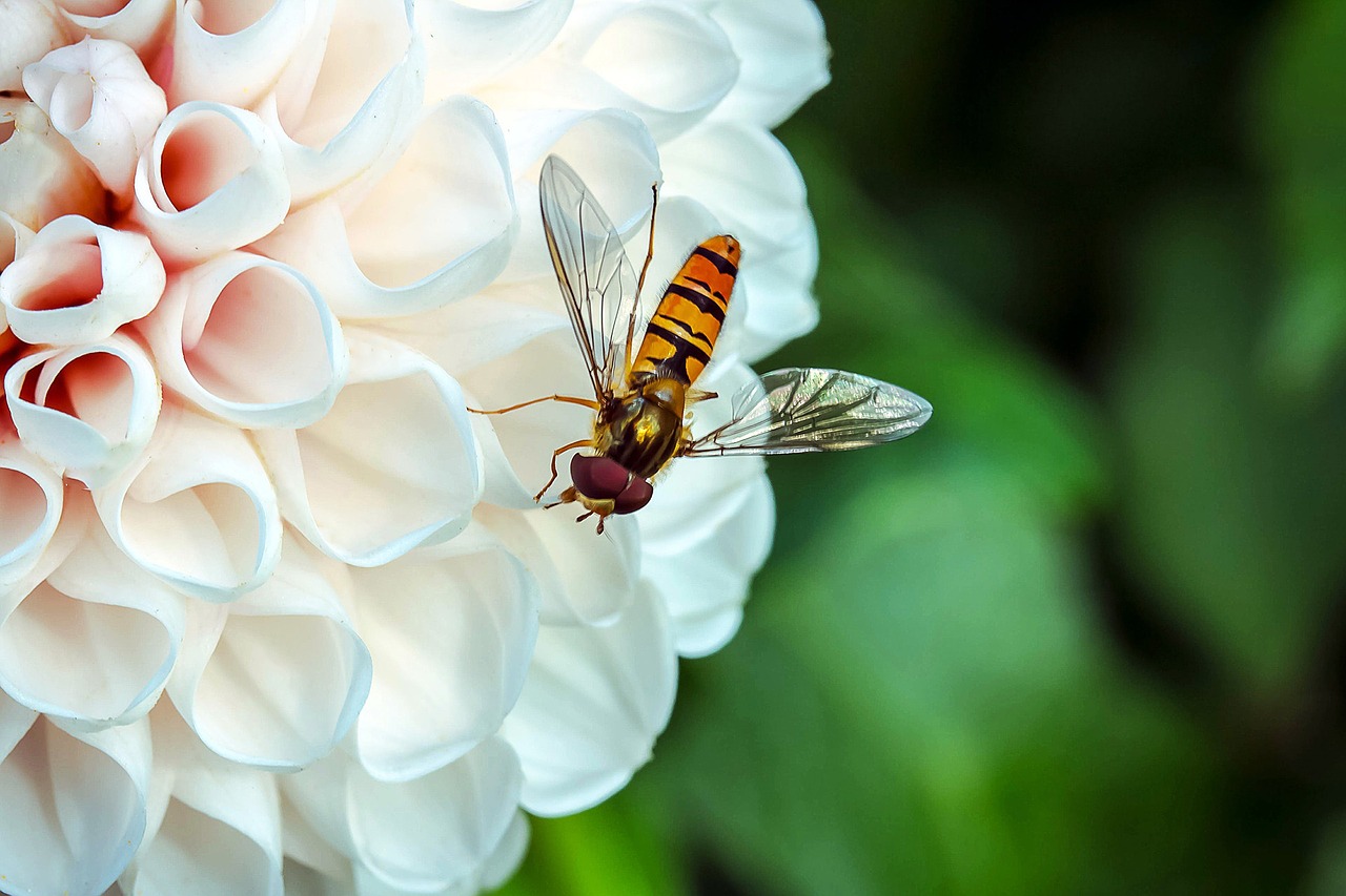 Image - hover fly insect animal fly