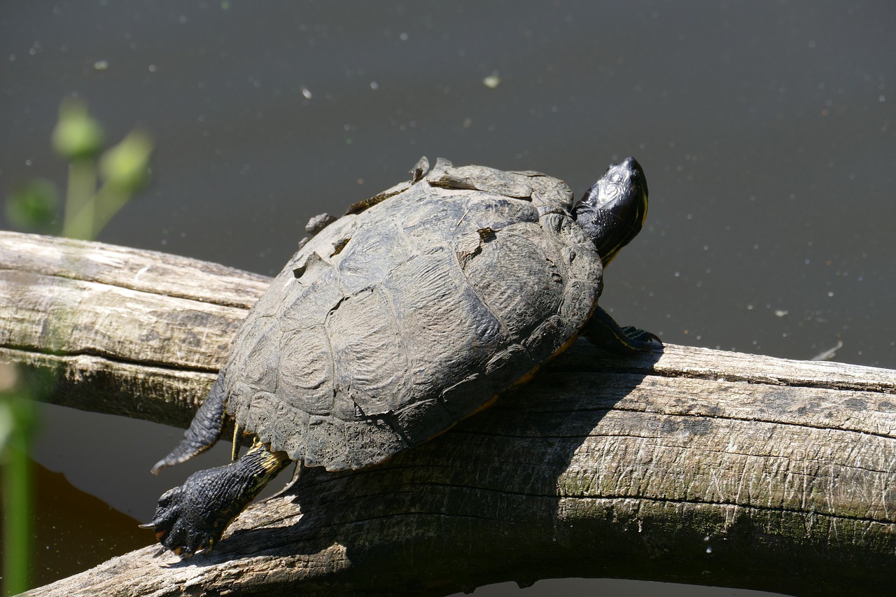 Image - turtle water pond nature